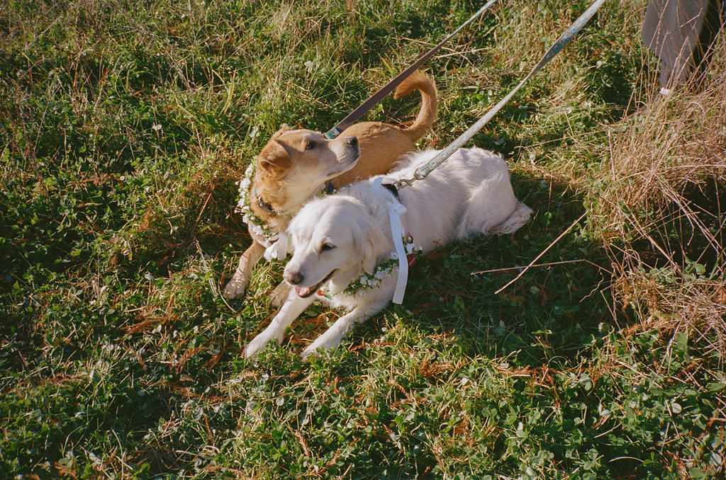 Dogs With Flower Necklaces on Leashes at Wedding Ceremony