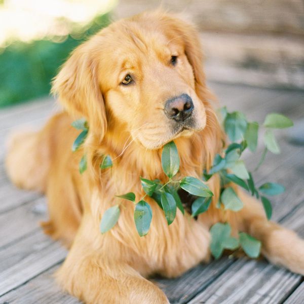 Golden Retriever Wearing Collar of Greenery at Wedding
