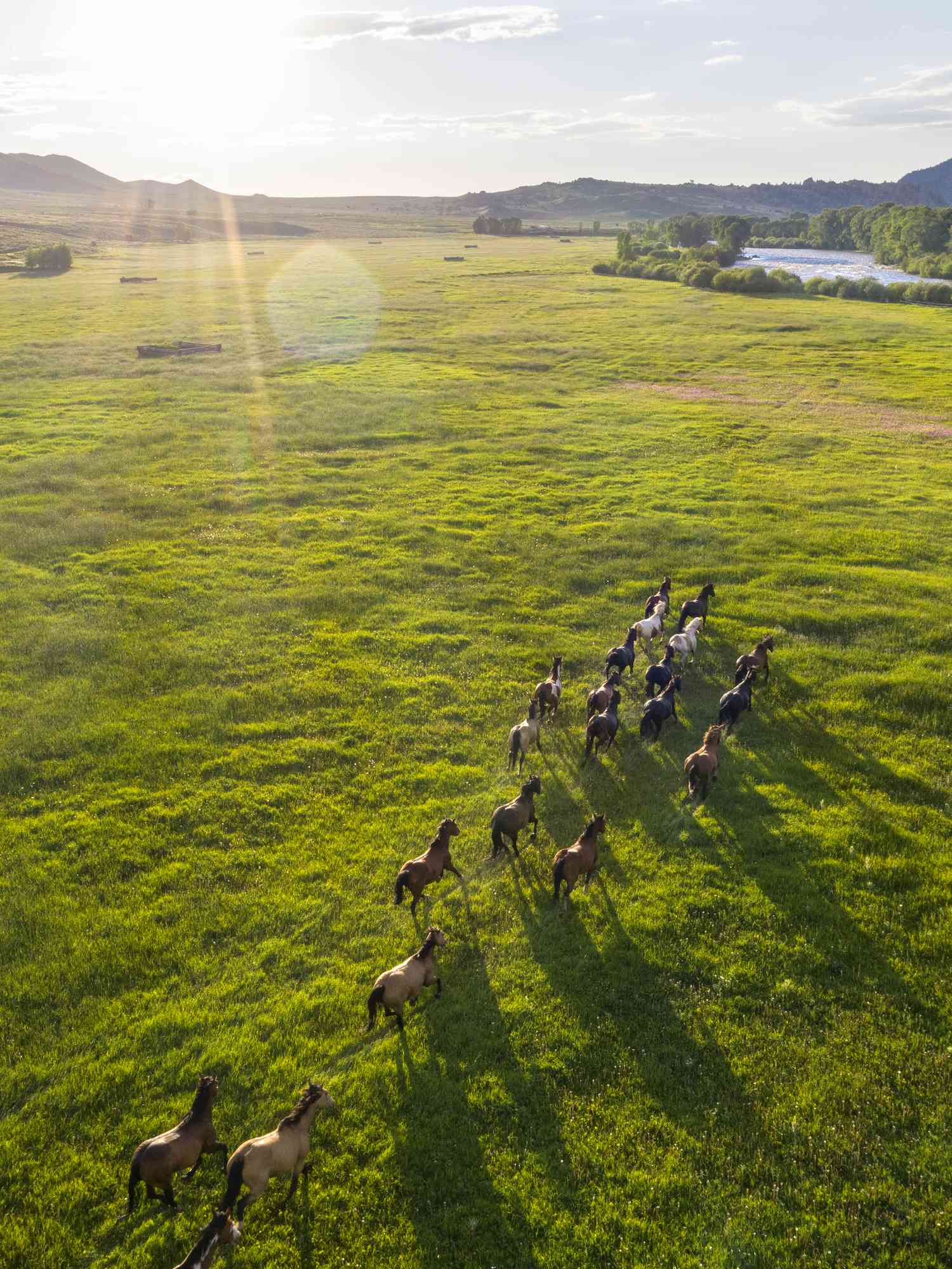 horses