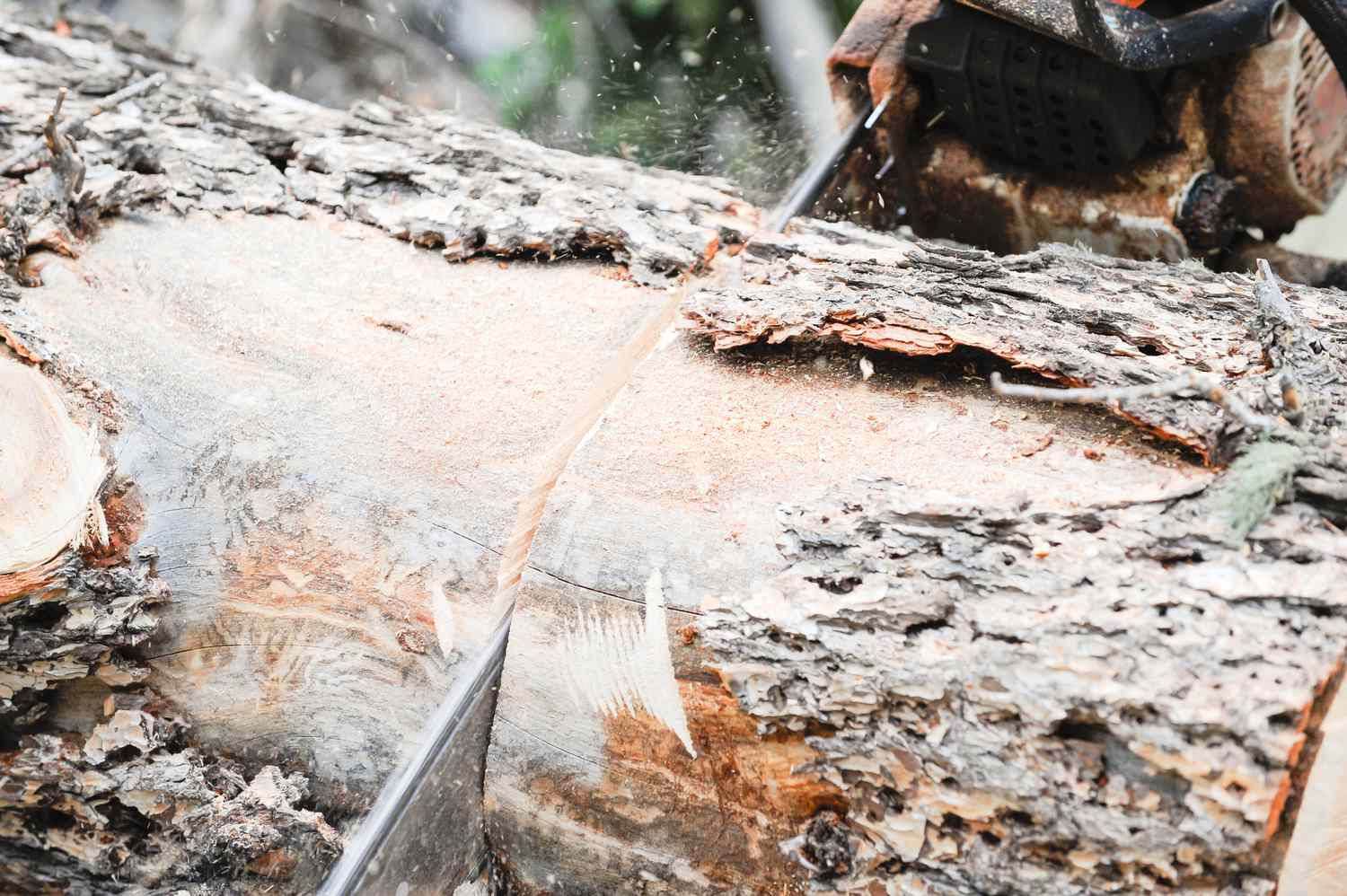 Sawing a log in half for a traditional wedding ceremony.