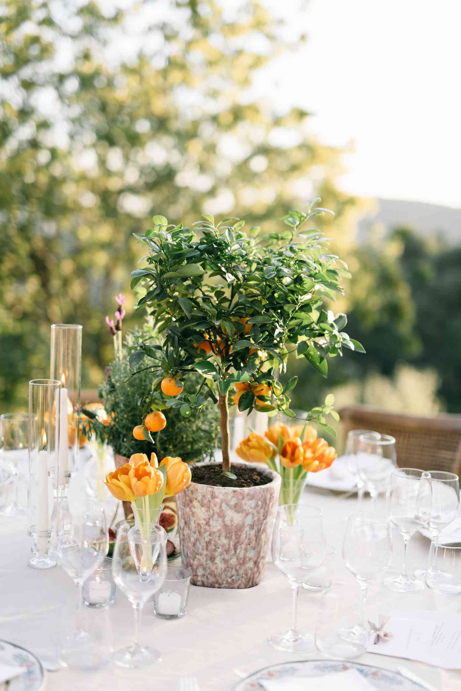 fruit tree potted centerpiece display with orange tulips at the base