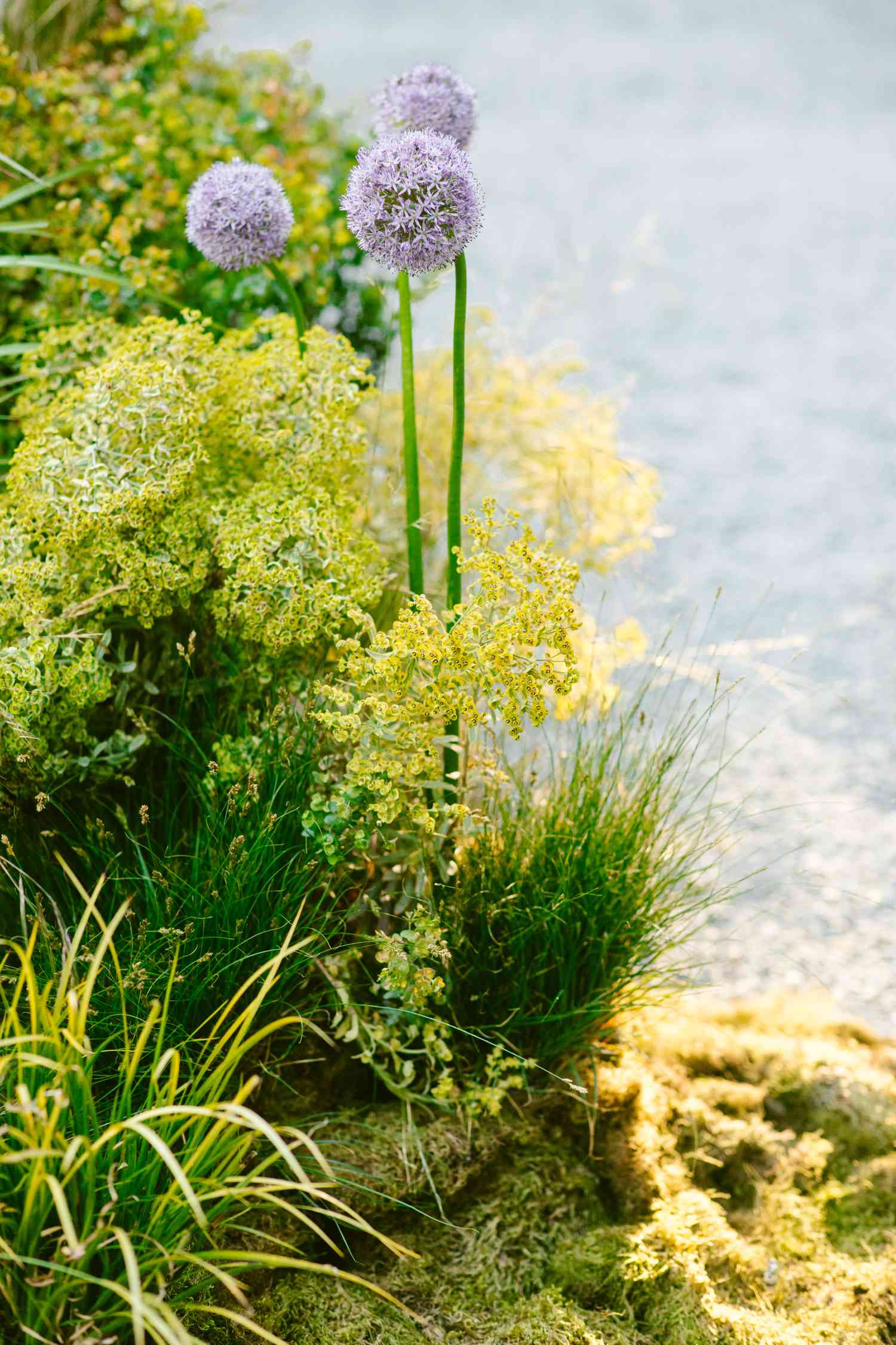 Purple Alliums and Grasses in Moss at Outdoor Setting