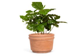 Meso Goods Felipe Terracotta Planter