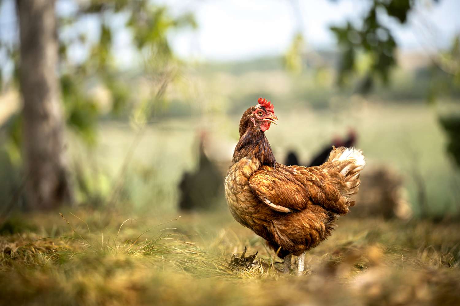 Chicken Standing on Grass With Blurred Trees and Countryside in Background
