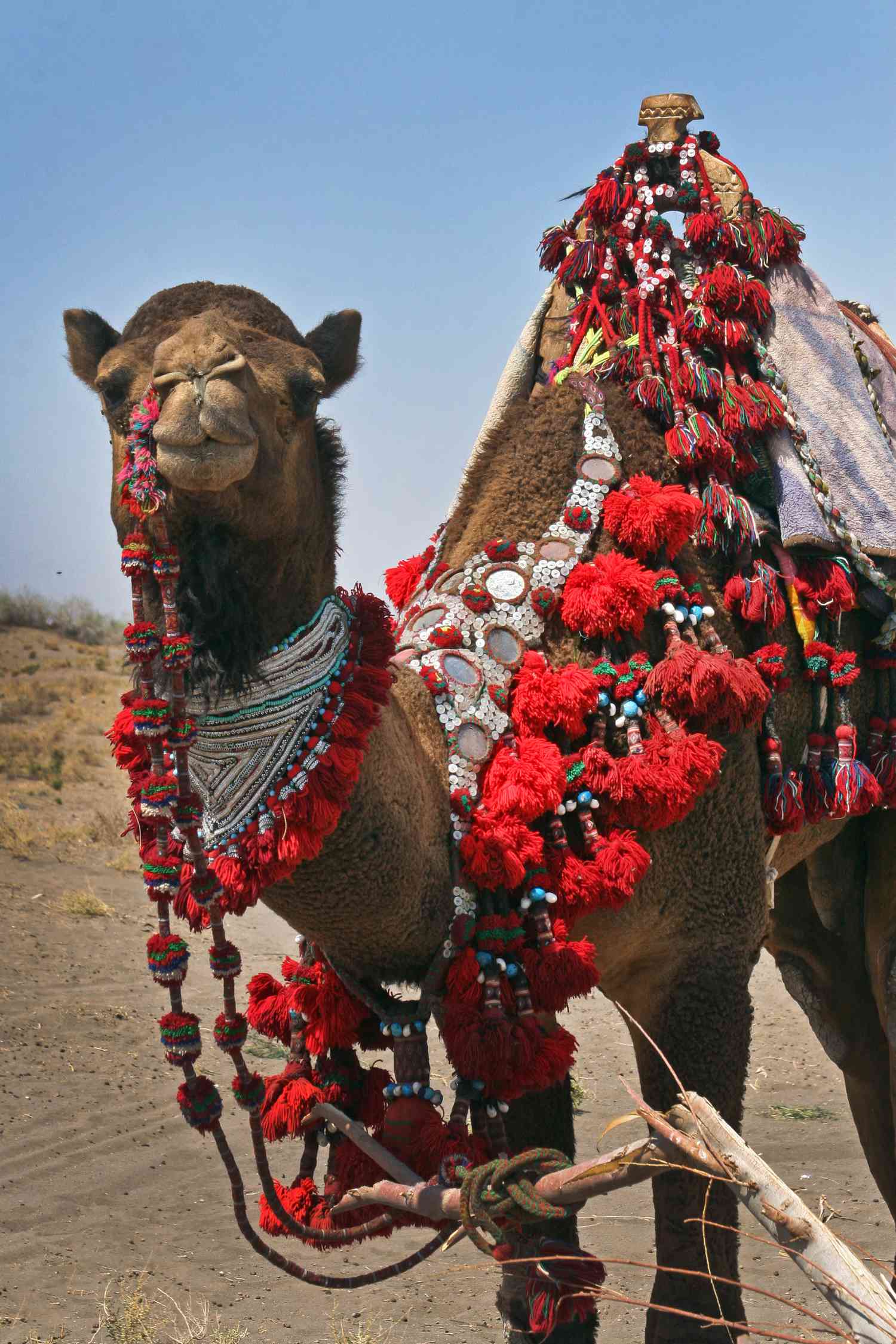 Camel Decorated in Colorful Red Flowers and Other Decorations for Wedding