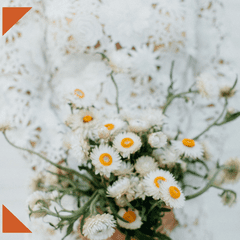 bride in lace dress holding posy of daisies