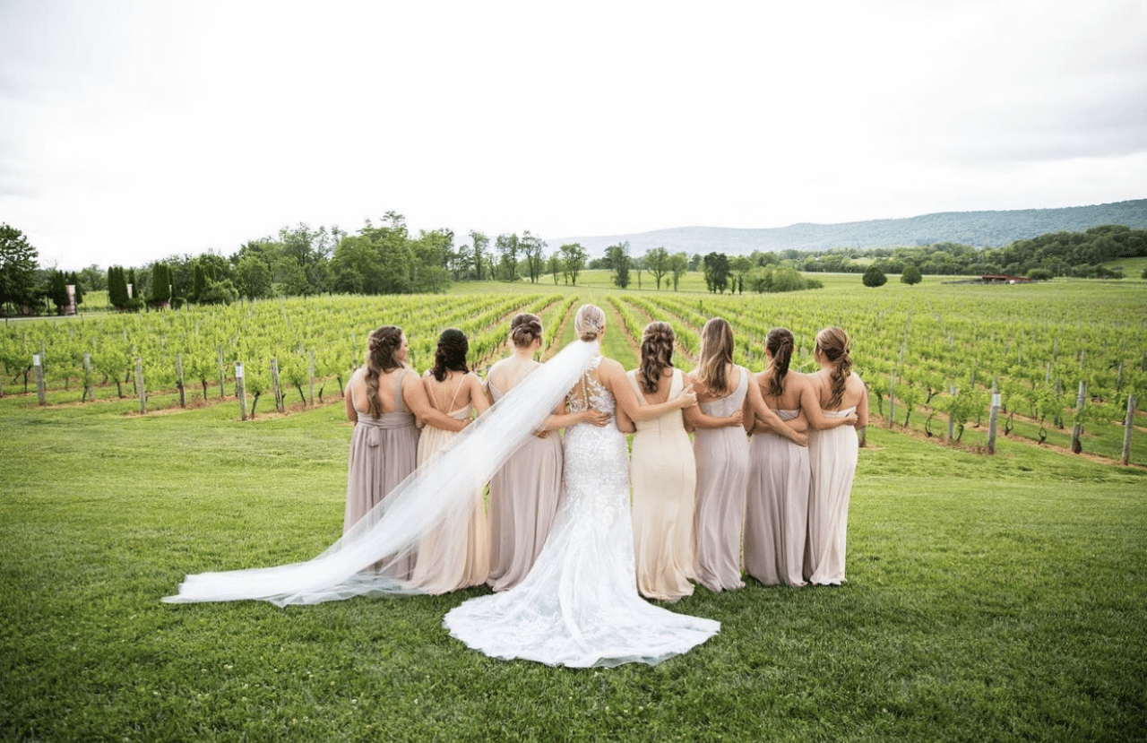 Bridal party in pink dresses pose in front of grape vines at vineyard